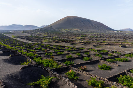 Typical vineyards on black lava soil.  La Geria. Lanzarote, Canary Islands. Spain.の写真素材