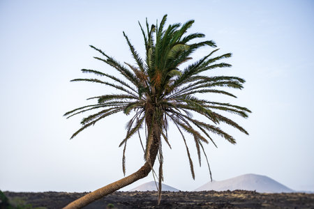 Lonely palm tree, close-up. Lanzarote. Canary Islands. Spain. Art lens. Swirl bokeh. Focus on the center.の写真素材
