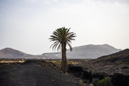 Typical landscape of Lanzarote. Canary Islands. Spain. Art lens. Swirl bokeh. Focus on the center.の写真素材