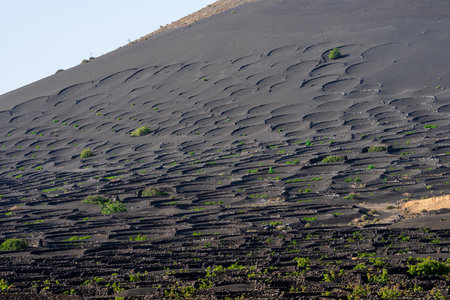 Typical vineyards on black lava soil. La Geria region. Lanzarote, Canary Islands. Spain.の写真素材