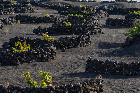 Typical vineyards on black lava soil. La Geria region. Lanzarote, Canary Islands. Spain.の写真素材
