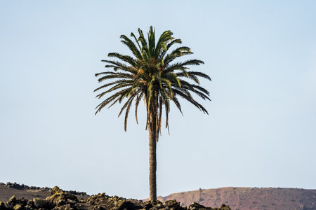 Lonely palm tree on volcanic rocks. Lanzarote, Canary Islands. Spain.の写真素材