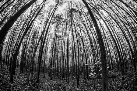 Autumn forest. Background from young trees. Fisheye lens. Black and white.の写真素材
