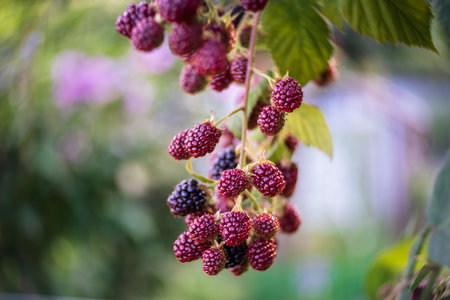 Ripe raspberries on a bush in the garden. Close-up. Art lens. Swirl bokeh. Focus on the center.