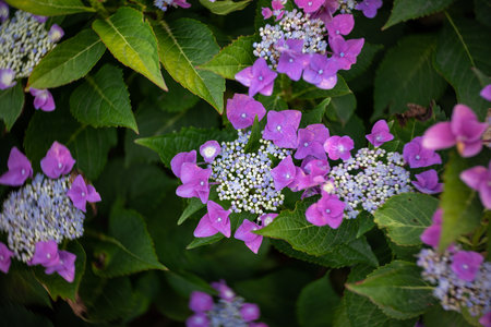 Flowers of Hydrangea macrophylla. Close-up. Art lens. Swirl bokeh. Focus on the center.の写真素材