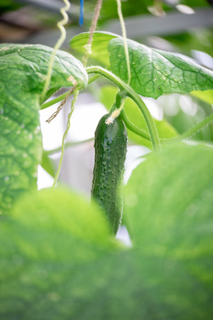 Cucumber. Close-up. Art lens. Swirl bokeh. Focus on the center.の写真素材