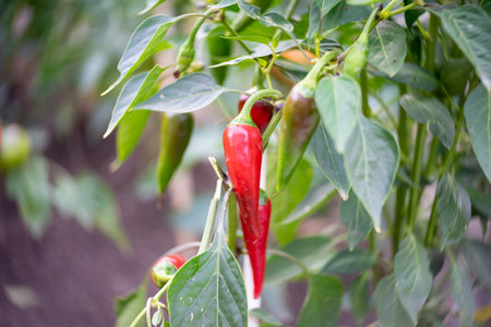 The fruits of red pepper on a branch. Art lens. Swirl bokeh. Focus on the center.の写真素材