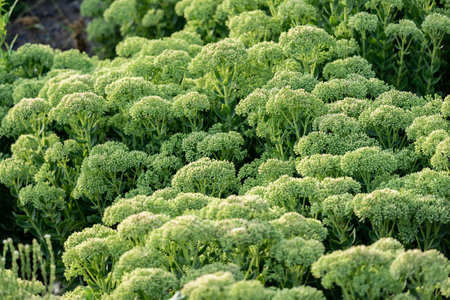 Bloom of Sedum. Background. Focus on the center.の写真素材