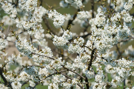 Magnificently blossoming cherry branches. Background.