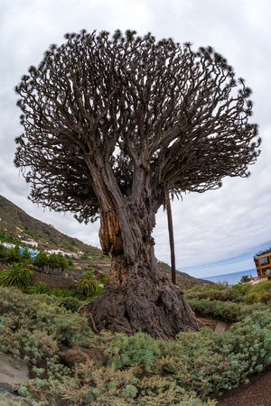 Famous Drago Tree (El Drago Milenario) - Icod de los Vinos, Tenerife, Canary Islands, Spain