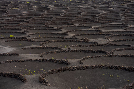 Typical vineyards on black lava soil. La Geria region. Lanzarote, Canary Islands. Spain.の写真素材