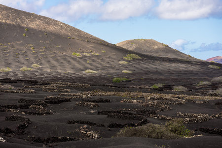 Typical vineyards on black lava soil. La Geria region. Lanzarote, Canary Islands. Spain.の写真素材