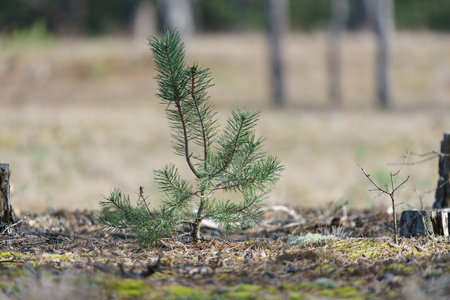 Young pine shoots. Forest edge.の写真素材