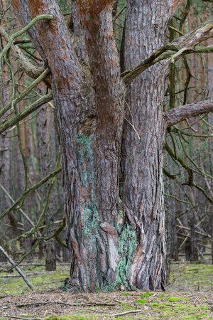 Close-up of a large trunk of an old pine tree.の写真素材