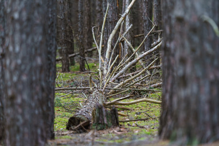 Dry and fallen trees in the forest.の写真素材