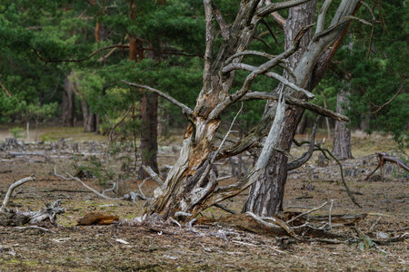 Dry and fallen trees in the forest.の写真素材