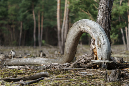 Dry and fallen trees in the forest.の写真素材