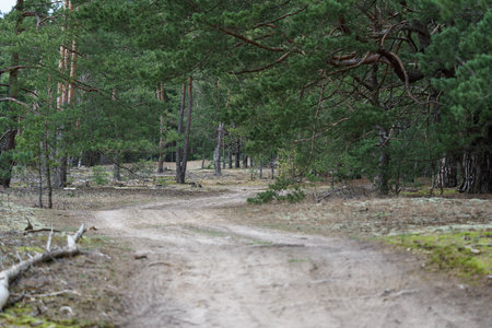 Dry and fallen trees in the forest and a forest dirt road.の写真素材