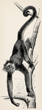 The white-bellied spider monkey (Ateles belzebuth). Antique stylized illustration.の写真素材