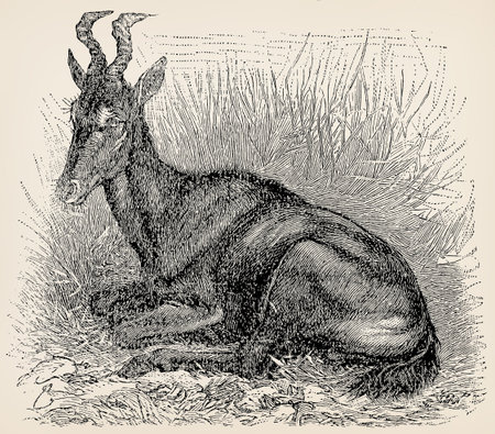 The hartebeest (Alcelaphus buselaphus). Antique stylized illustration.の写真素材