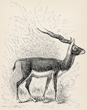 The blackbuck (Antilope cervicapra). Antique stylized illustration.の写真素材