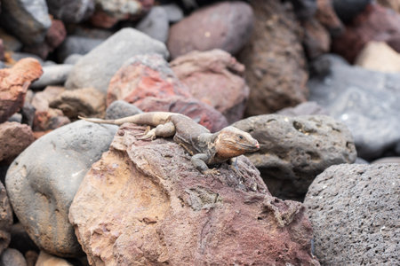 An old and sick lizard on the rocks. Gran Canaria. Canary Islands. Spain.の写真素材