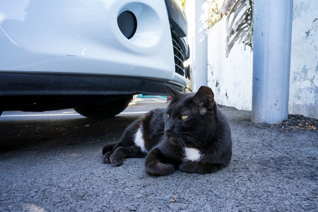 A cat lies near a car on the street.の写真素材