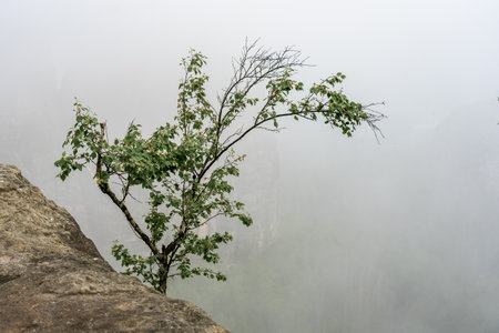 Lonely trees on the rocks. An early morning in mountain. Schrammsteine - group of rocks are a long, very jagged in the Elbe Sandstone Mountains located in Saxon Switzerlandの写真素材