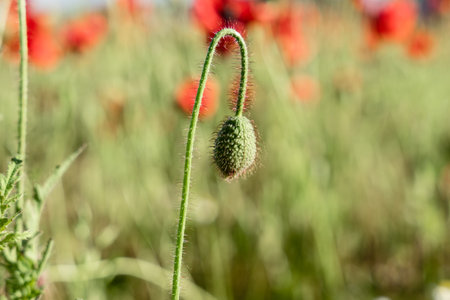 Time for the beautiful poppies to bloom. Unblown poppy buds.の写真素材