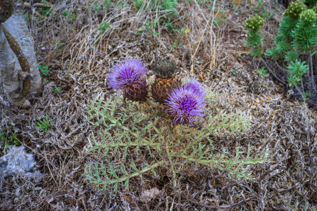 Cardoon (Cynara cardunculus) flowers on dry grass and soil top view. Tenerife, Canary Islands, Spain.の写真素材