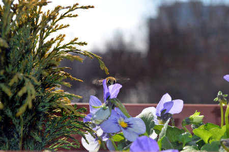 purple violet with bumblebee pollinatingの写真素材