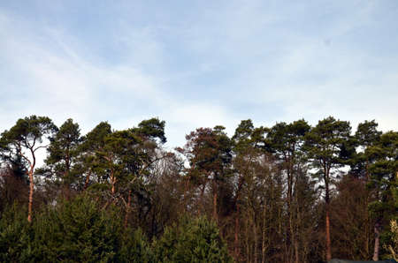 forest and sky in spring in northern germanyの写真素材