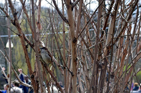 sparrow sitting on a bush during spring and first sunny dayの写真素材