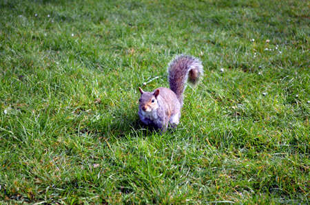 Squirrel eating nuts in the park at a sunny day in London Regents's Parkの写真素材