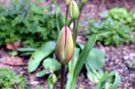 young red tulips growing in the parkの写真素材