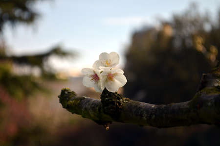 Flowers of the cherry blossoms on a spring day in london, regent's parkの写真素材