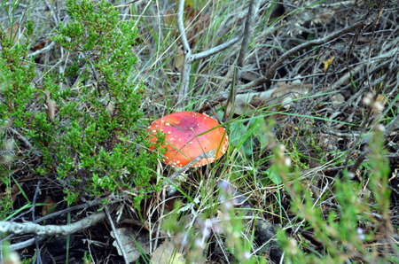 fly agaric between blueberry plants in autumnの写真素材