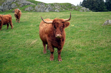 brown Longhorn Cow on a pasture in Norwayの写真素材