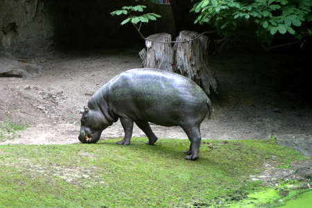Hippo walks near a river in a zoo, berlinの写真素材
