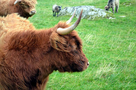 brown Longhorn Cow on a pasture in Norwayの写真素材