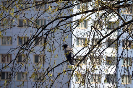 Raven sitting on a tree in a big cityの写真素材