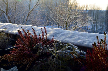 plants covered with snow in winter at a sunny dayの写真素材