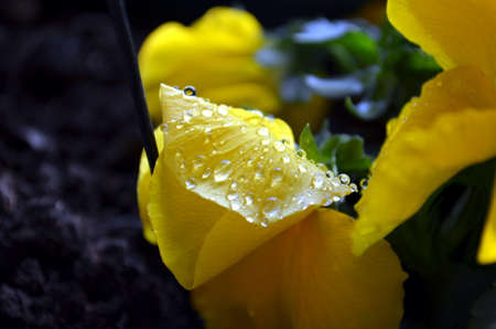 Yellow Primrose with drops of water after rainfall in springの写真素材
