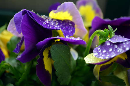 macro purple primrose with raindrop on leavesの写真素材