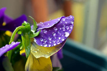 macro purple primrose with raindrop on leavesの写真素材
