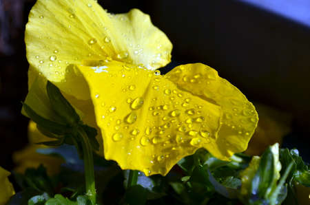 Yellow Primrose with drops of water after rainfall in springの写真素材