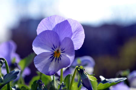 Closeup shot of  violet purple pansy flowers in the sunの写真素材