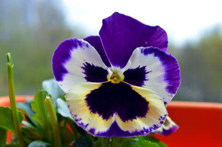 purple and white yellow pansy flowers in springの写真素材