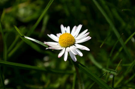 beautiful daisy flowers on a meadow in springの写真素材