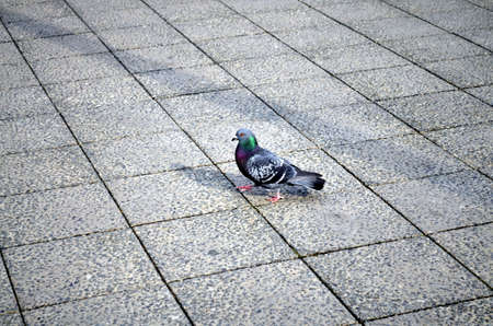 urban pigeon walking on the street in the cityの写真素材